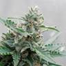 Auto Skaar feminised GanjaVIP Seeds