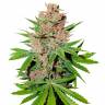 Passion Fruit feminised Dutch Passion Seeds