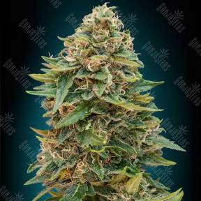 Auto Skunk 47 feminised Advanced Seeds