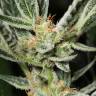 семена конопли Москва Auto OG Kush feminised Dinafem Seeds