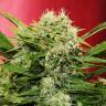 семена конопли гидропоники Auto Chronic Ryder feminised Doctors Choice семена конопли гидропоники Auto Chronic Ryder feminised Doctors Choice