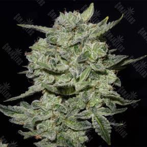 Auto Lemon AK feminised Fast Buds