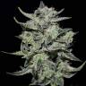 семена конопли Москва Auto Lemon AK feminised Fast Buds семена конопли Москва Auto Lemon AK feminised Fast Buds