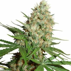 Trainwreck feminised Humboldt Seeds