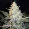 семена конопли дешево Eldorado feminised Nirvana Seeds