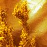 семена индийской конопли Eldorado feminised Nirvana Seeds