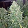семена конопли гидропоники White Widow feminised Pyramid Seeds