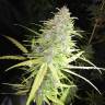 семена конопли Speedy Chile (Fast Flowering) feminised Royal Queen