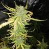 заказ семян конопли Speedy Chile (Fast Flowering) feminised Royal Queen