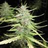 где заказать семена конопли Speedy Chile (Fast Flowering) feminised Royal Queen