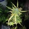 семена конопли наложенным платежом Speedy Chile (Fast Flowering) feminised Royal Queen
