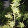 семена конопли почтой Speedy Chile (Fast Flowering) feminised Royal Queen