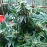 заказать на сайте семена конопли Sweet Cheese F1 Fast Version feminised Sweet Seeds заказать на сайте семена конопли Sweet Cheese F1 Fast Version feminised Sweet Seeds
