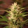 Семена марихуаны Auto + Speed feminised Ganja Seeds
