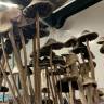 магазин псилоцибиновых спор Panaeolus Cyanescens Alabama