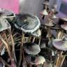 споры псилоцибиновый гриб купить в москве Panaeolus Cyanescens Alabama