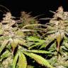 гибридные семена конопли Auto Somango x Blueberry feminised