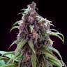 сортовые семена конопли Auto Somango x Blueberry feminised