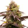 качественные семена конопли Auto Somango x Blueberry feminised