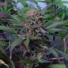 семена конопли для выращивания Auto Somango x Blueberry feminised