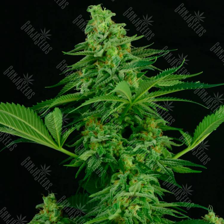 семена конопли с доставкой Auto Critical feminised