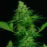 семена конопли с доставкой Auto Critical feminised