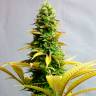мощные семена конопли Auto Critical feminised