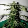 автоцветущие семена конопли Auto Critical feminised