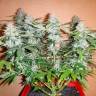 семена конопли Спб Auto Alakol feminised Bang Seeds