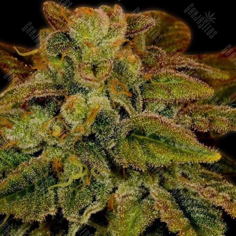 Ladyburn 1974 regular Ganja Seeds