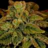 Ladyburn 1974 regular Ganja Seeds