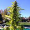 семена конопли почтой Auto Super Bud regular