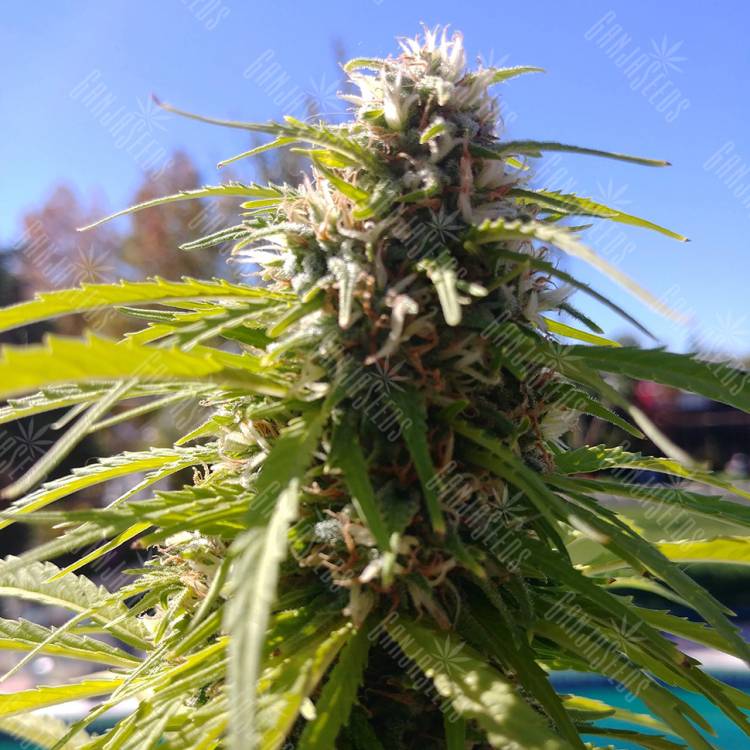 заказать на сайте семена конопли Auto Super Bud regular