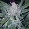 семена конопли сорта сатива Auto Mexican Airlines feminised Fast Buds