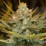 семена конопли Москва Three Blue Kings feminised Humboldt Seeds