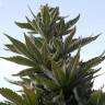семена конопли в фирменной упаковке Full Moon feminised Nirvana Seeds