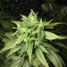 заказать качественные семена конопли Dance World CBD feminised Royal Queen
