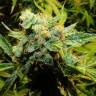семена конопли аутдор Auto Northern Lights x Haze feminised