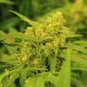 семена конопли в оригинальных упаковках Super Silver Haze CBD feminised Green House Seeds