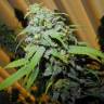 урожайные семена конопли Super Silver Haze CBD feminised Green House Seeds