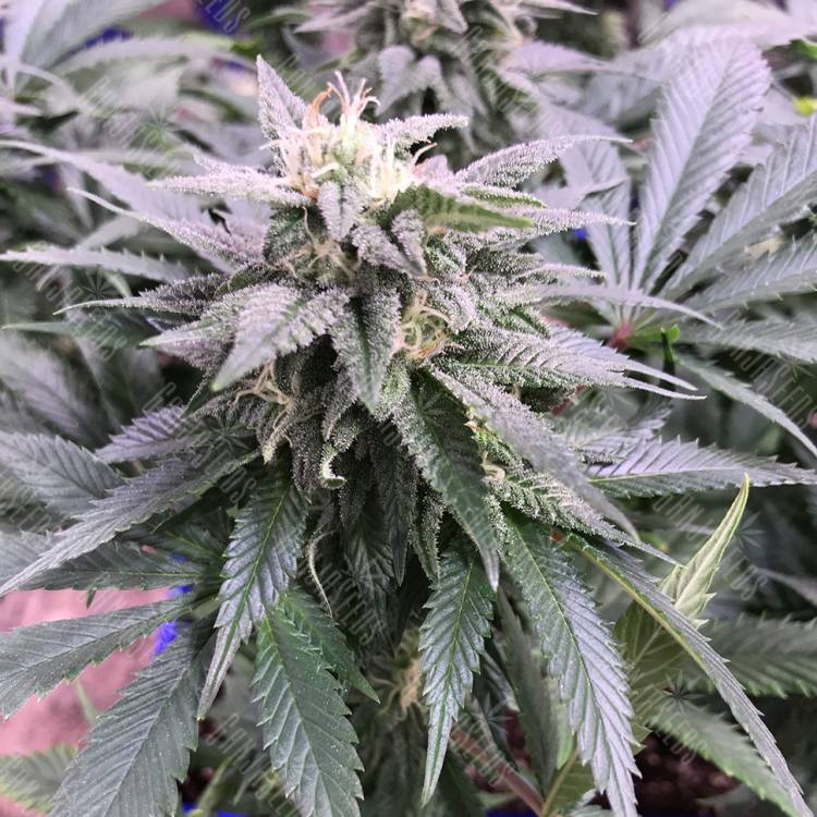 семена конопли аутдор Laughing Buddha regular Ganja Seeds семена конопли аутдор Laughing Buddha regular Ganja Seeds