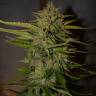 семена конопли элитных сортов Auto Northern Express feminised Fast Buds