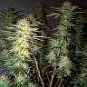 семена сортовой конопли Hawaii Maui Waui feminised Nirvana Seeds