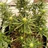 семена конопли f1 в оригинальной упаковке Hawaii Maui Waui feminised Nirvana Seeds