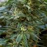 семена конопли феминизированные Hawaii Maui Waui feminised Nirvana Seeds