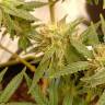 семена конопли интернет магазин Hawaii Maui Waui feminised Nirvana Seeds