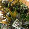 семена конопли Россия White Berry feminised Paradise Seeds