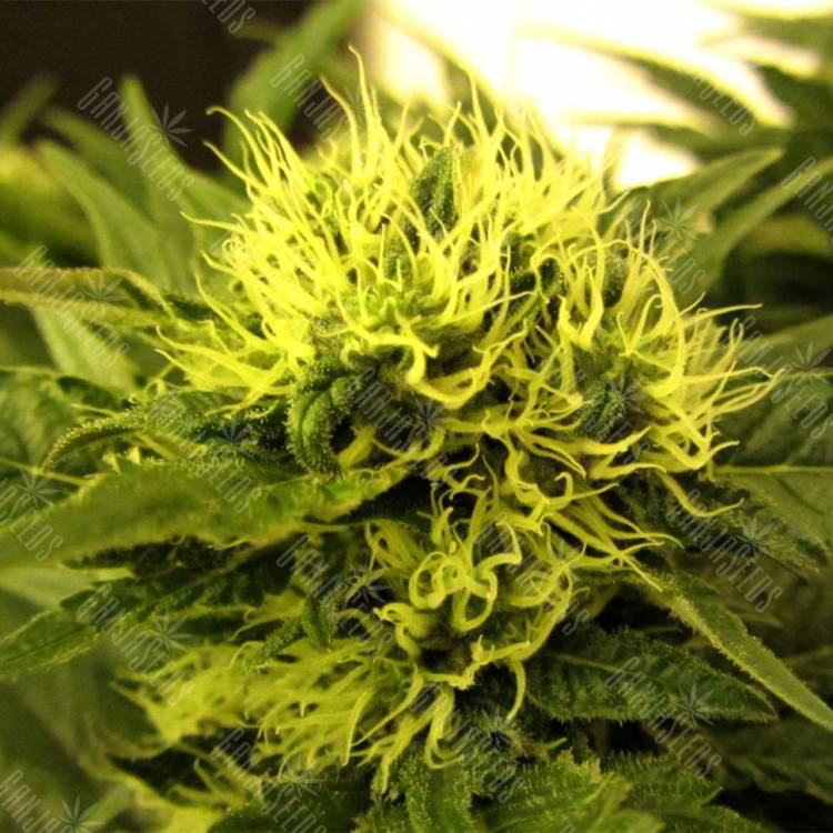 купить семена конопли White Berry feminised Paradise Seeds