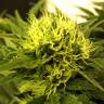 купить семена конопли White Berry feminised Paradise Seeds
