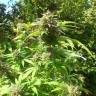 заказ семян конопли Спб White Berry feminised Paradise Seeds